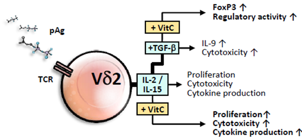 KabelitzPictogram-0001 - DFG-founded Research Group FOR 2799
